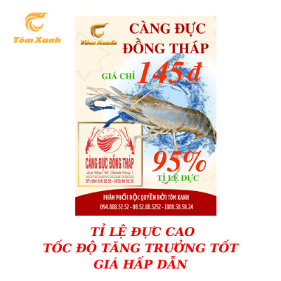 CÀNG ĐỰC ĐỒNG THÁP